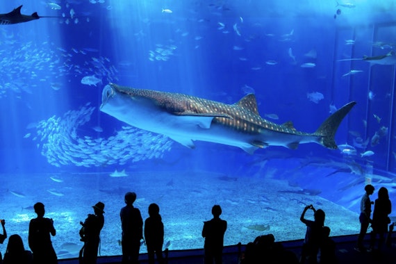 美ら海水族館